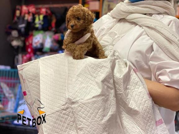 فروش توله ی پودل سایز ریز رنگ مشکی 