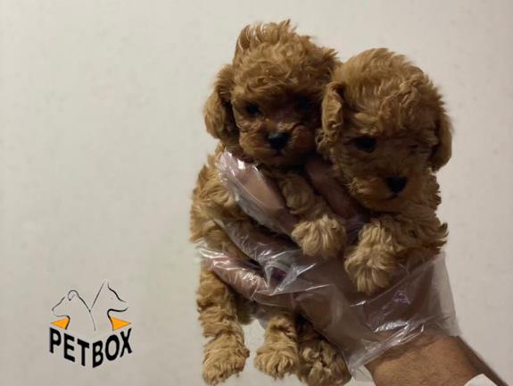 فروش توله ی پودل سایز ریز 