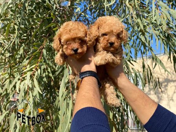 فروش توله ی پودل سایز ریز 