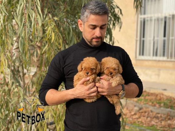 فروش توی پودل وارداتی