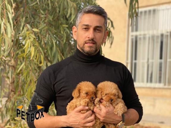 فروش توله ی پودل