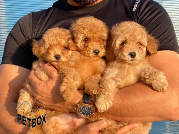 فروش توله ی پودل سایز ریز 