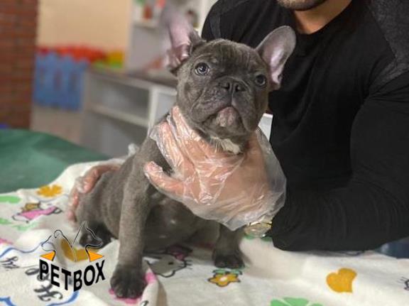 فروش توله ی فرنچ بولداگ 