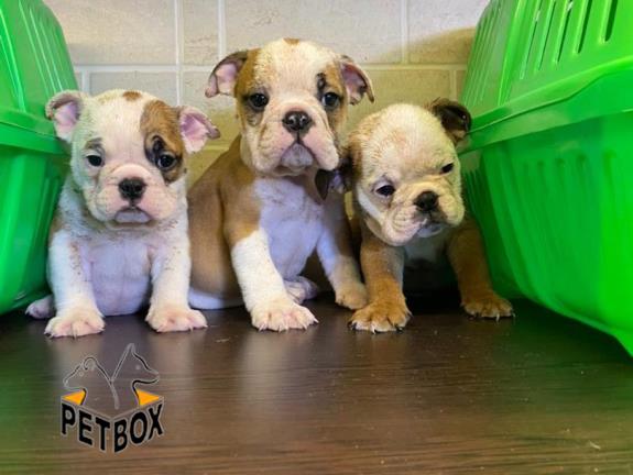 فروش سگ انگلیش بولداگ