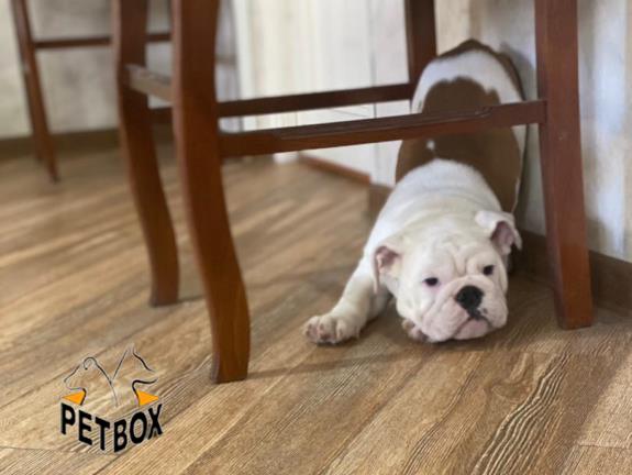 فروش توله ها انگلیش بوداگ وارداتی