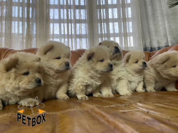 فروش توله ی چاوچاو صورت چروک 