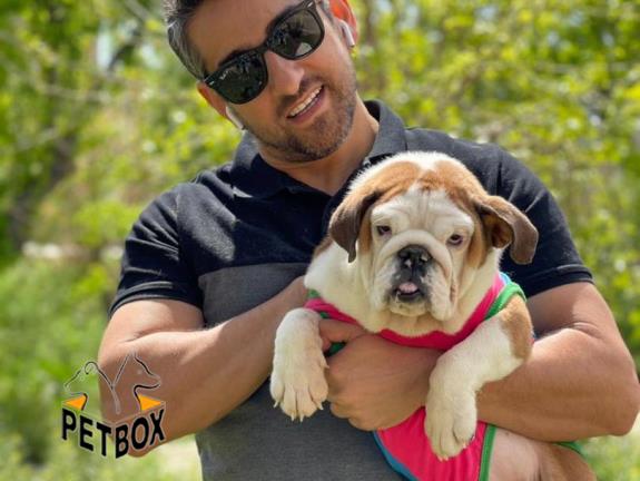 فروش سگ انگلیش بولداگ