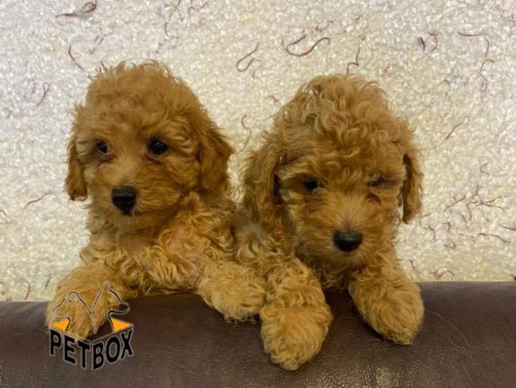 فروش توله های پودل وارداتی