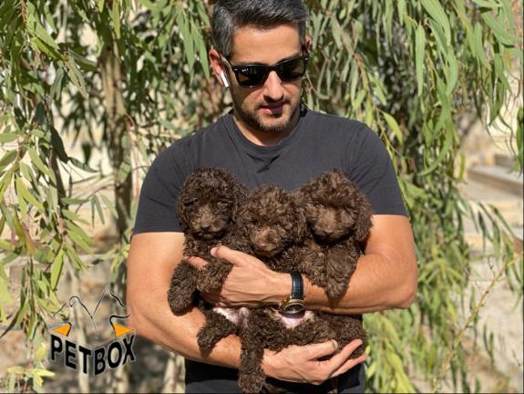 فروش توله ی پودل سایز ریز رنگ چاکلت