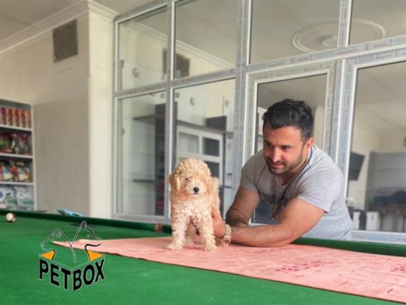 فروش توله ی پودل سایز ریز 