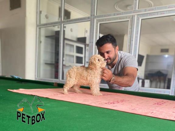 فروش توله های توی  پودل 