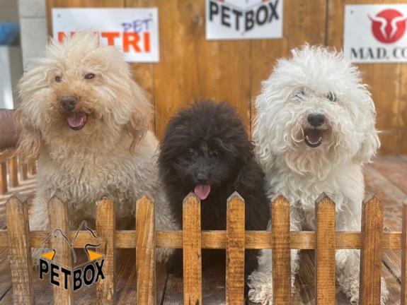 فروش توله های مینیاتور پودل