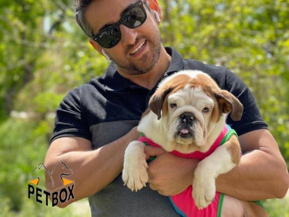 فروش توله های انگلیش بولداگ