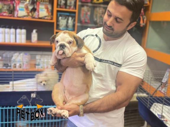 فروش توله ها انگلیش بوداگ وارداتی