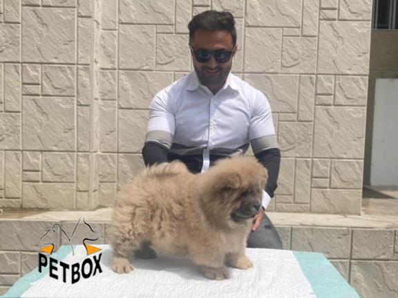 فروش توله ی چاوچاو