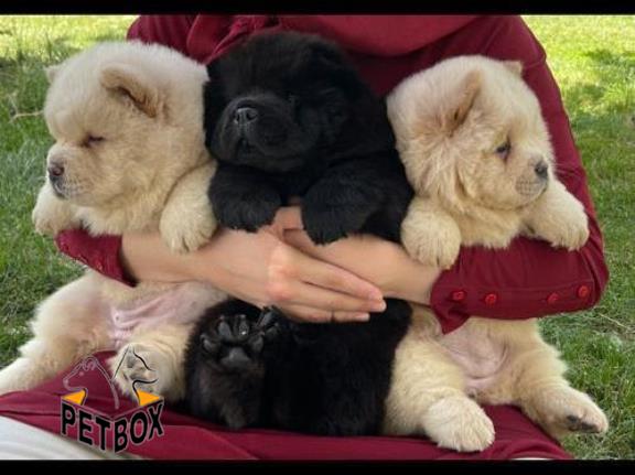 فروش توله ی چاوچاو صورت چروک 