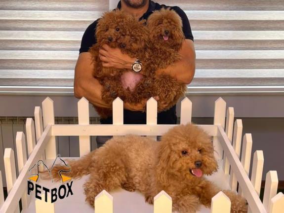 فروش توله های توی پودل وارداتی