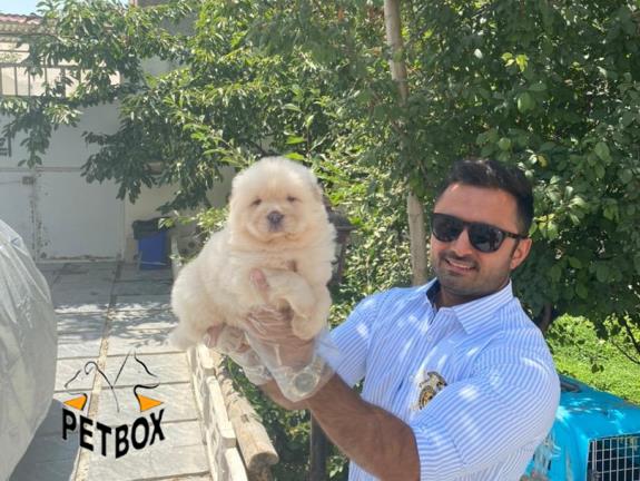 فروش توله ی چاوچاو صورت چروک 