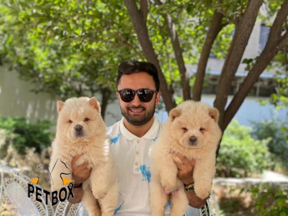 فروش توله ی چاوچاو صورت چروک 