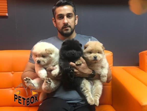 فروش توله ی چاوچاو صورت چروک 