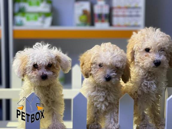 فروش توله های  توی پودل