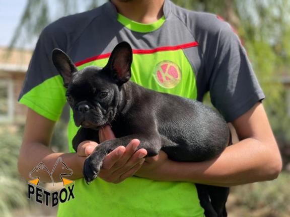  فروش توله ی  فرنچ بولداگ