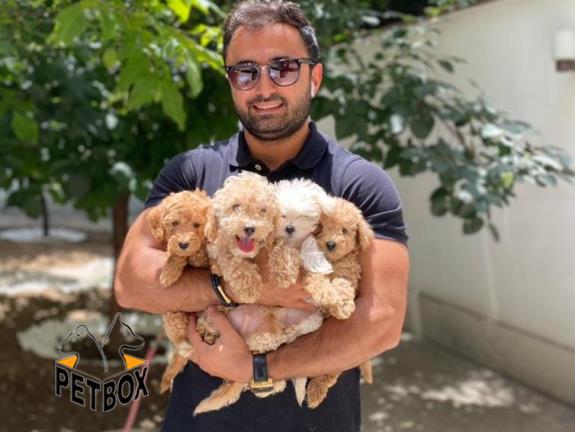 فروش توله های پودل وارداتی