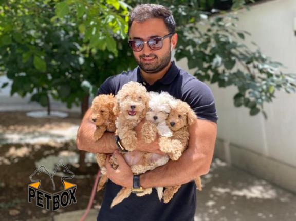 فروش توله توی پودل وارداتی