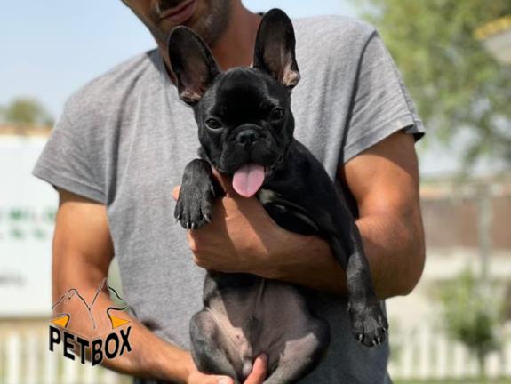 فروش توله ی فرنچ بولداگ 