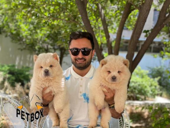 فروش توله ی چاوچاو صورت چروک 