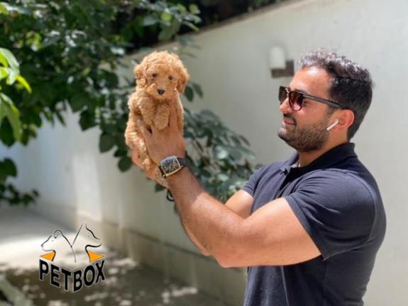 فروش توله های  توی پودل سایز