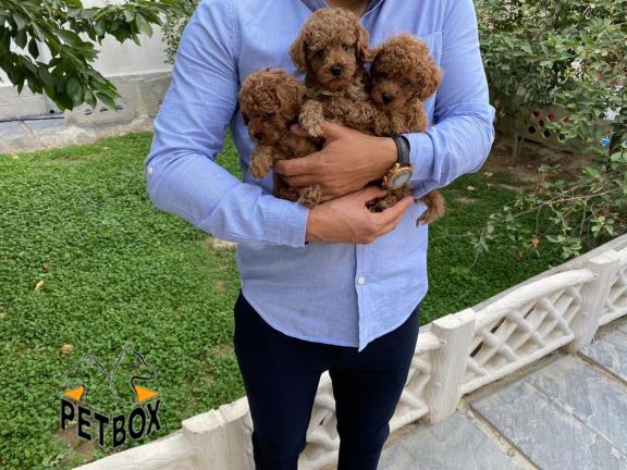 فروش توله های  توی پودل