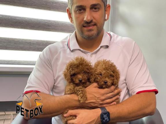 فروش توله های  توی پودل