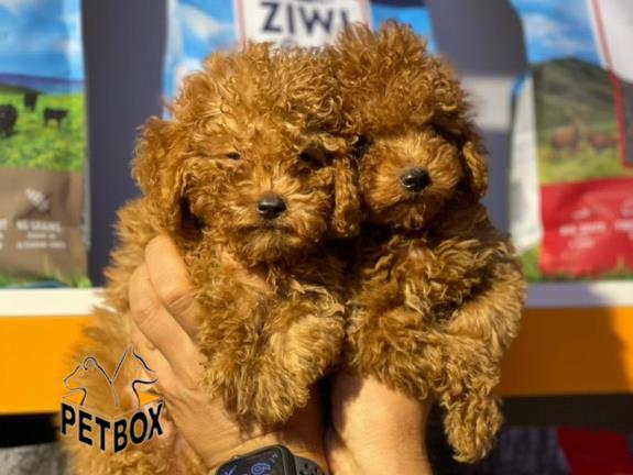 فروش توله های  توی پودل