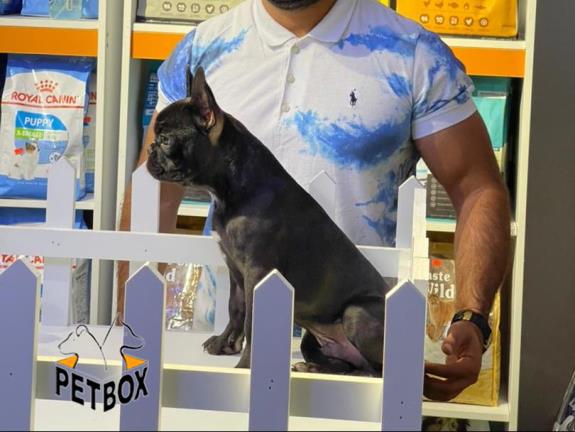 فروش توله های فرنچ بولداگ