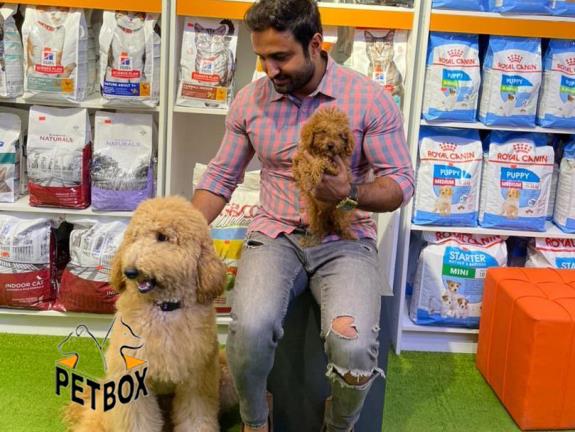 فروش توله های پودل 