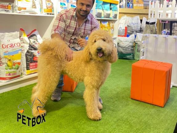 فروش پودل استاندارد