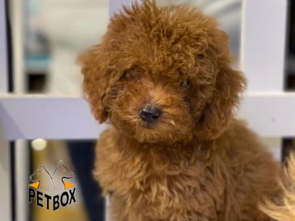 فروش توله ی توی  پودل سایز ریز 