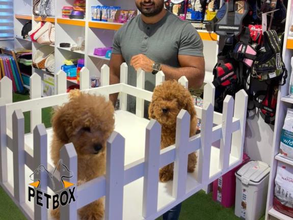 فروش توله ی پودل سایز ریز  وارداتی رنگ رد 