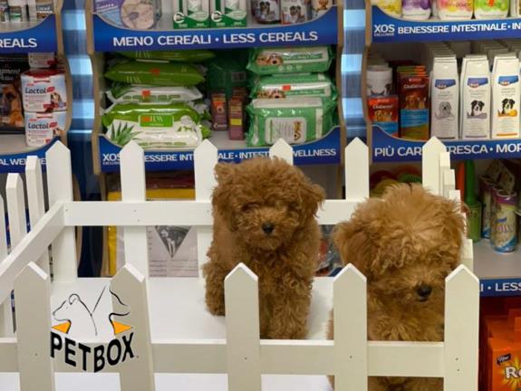 فروش توله ی پودل سایز ریز 