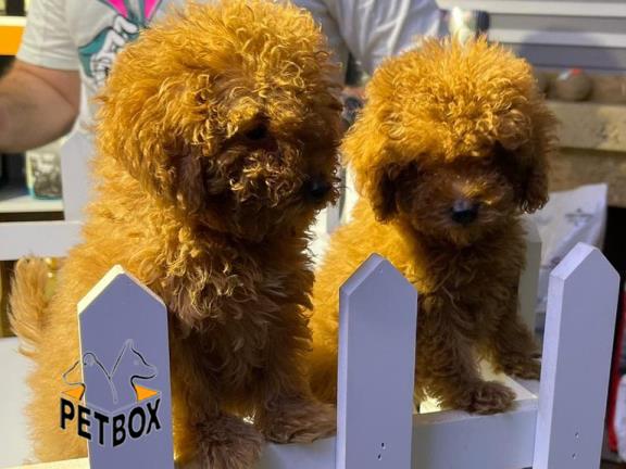 فروش توله ی پودل سایز ریز 