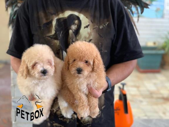 فروش توله ی پودل سایز ریز 