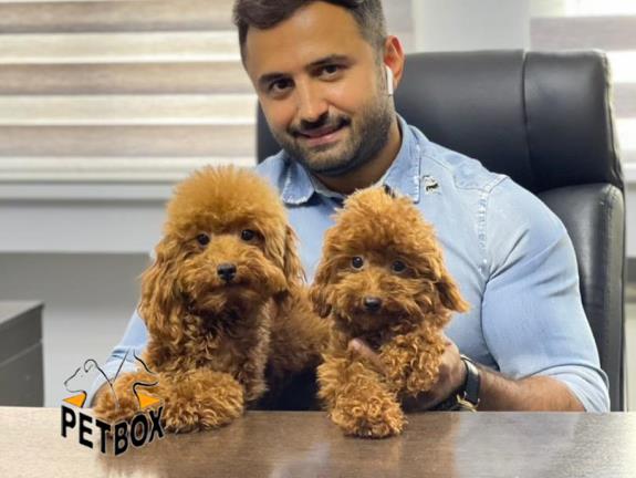 فروش توله ی پودل سایز ریز 