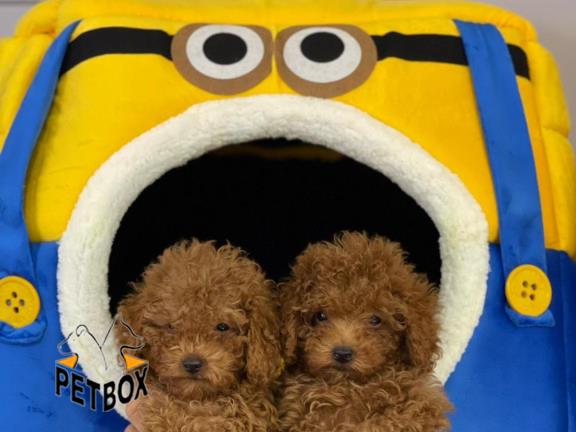 فروش توله های  توی پودل