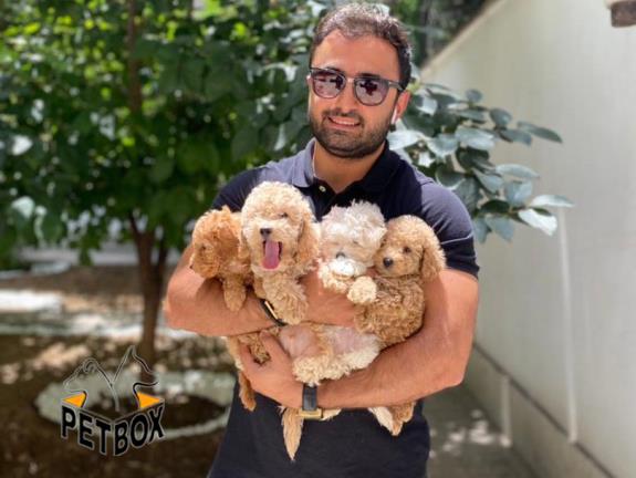 فروش توله های  توی پودل سایز