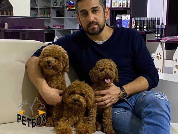 فروش توله ی پودل سایز ریز واداتی رنگ رد