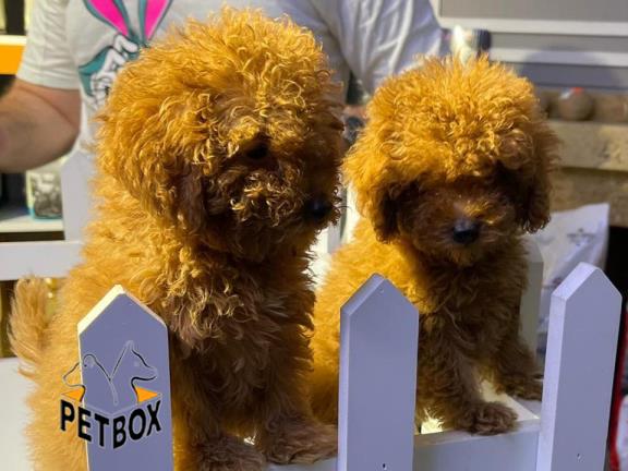 فروش توله های  توی پودل