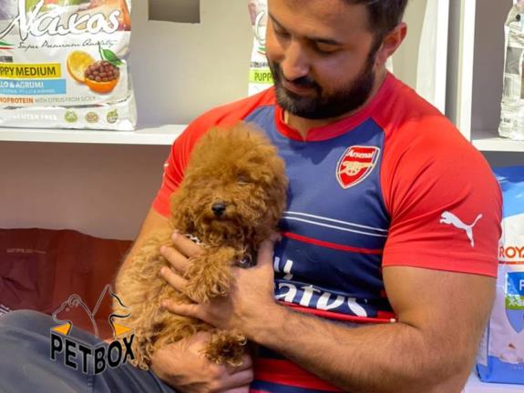 فروش توله های  توی پودل سایز ریز وارداتی