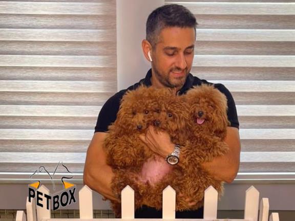 فروش توله های  توی پودل 