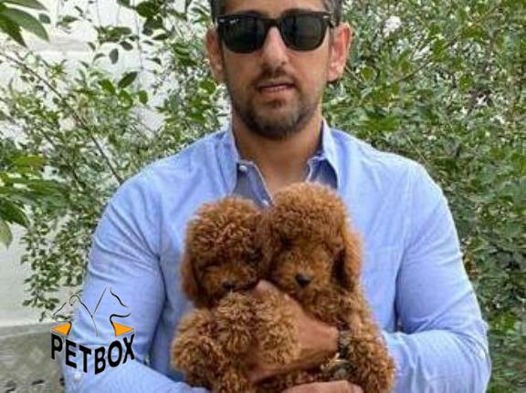 فروش توله های  توی پودل سایز